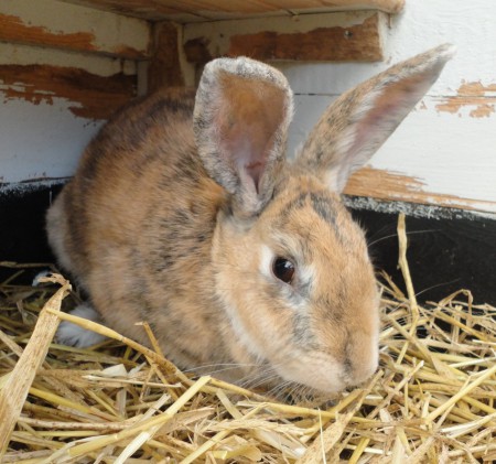 Mamma: Aurora (Egbys Aurora G656-1041, M: Ärta G107-0911, F: Gråöra G 567-0811)